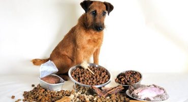Bedste hundefoder - producentens vurdering
